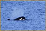 Orca Calf