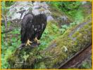 Fourth Year Bald Eagle