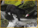 Black Bear with Salmon