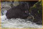 Black Bear and Lost Salmon