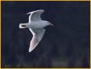 Glacuous-winged Gull