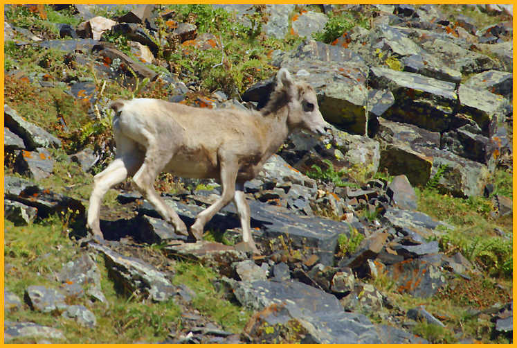 Young Rocky Mtn Bighorn Sheep