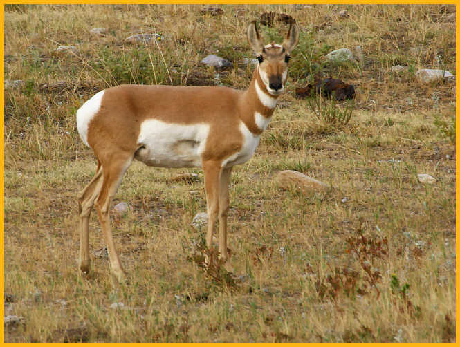 Pronghorn Dow