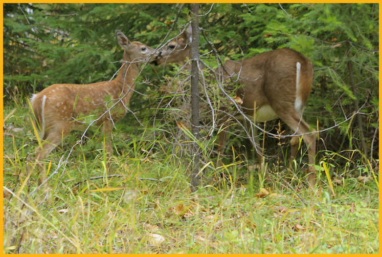 White-tailed Deer Fawn and Doe