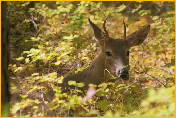 White-tailed Deer, Young Buck