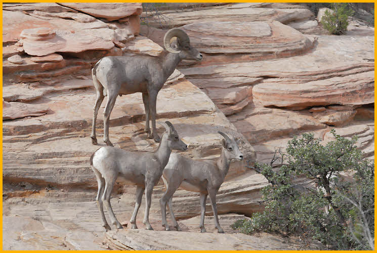 Desert Bighorn Sheep <BR>Ram and Young