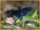 Pipevine Swallowtail Buttefly