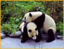 Two Pandas Playing