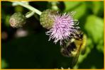 Bumblebee on Canada Thistle