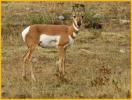 Pronghorn Dow