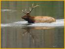 Bull Elk Crossing River