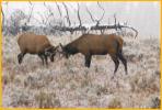 Bull Elk Fighting