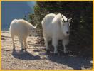 Nanny and Kid Mountain Goats