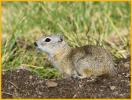 Round-tailed Ground Squirrel