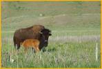 Buffalo and Nursing Calf
