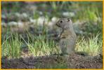 Juvenile Uinta Ground Squirrel