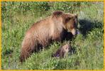 Female Grizzly Bear and Cub