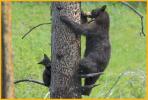 Black Bear and Cub in Tree