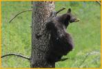 Female Black Bear in Tree