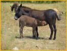 Wild Burro Foal Nursing