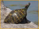  Red-eared Slider Turtle