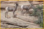 Desert Bighorn Sheep Ram and Ewe