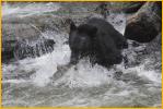 Black Bear Catching Salmon