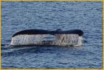 Humpback Whale's Tail