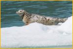 Haarbor Seal