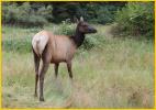 Female Roosevelt Elk