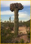 Starange Saguaro