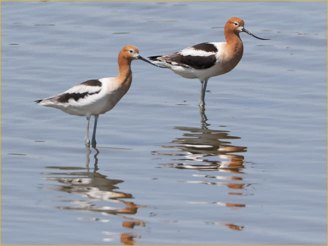Male and Female<BR>American Avocet