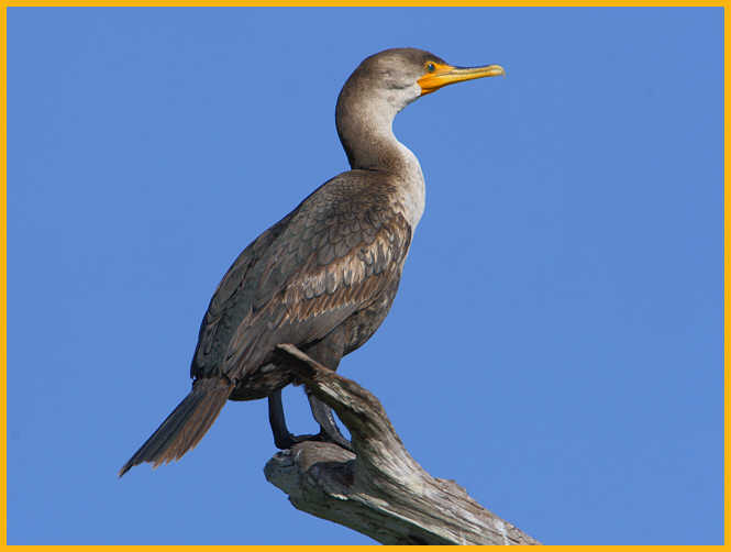 Juvenile <BR>Double-crested Cormorant
