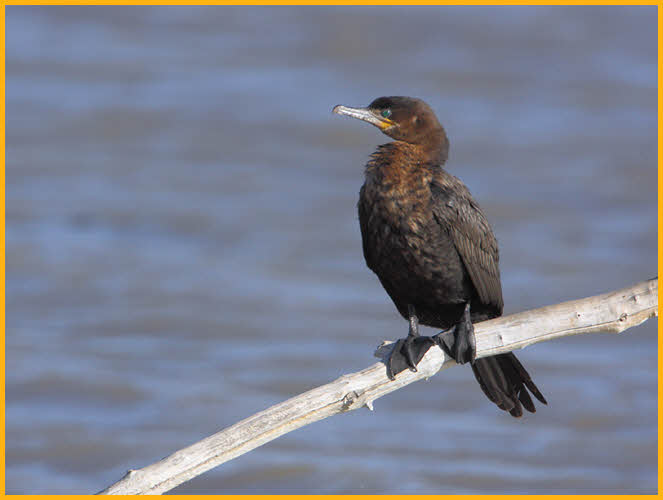 First Year <BR>Neotropic Cormorant
