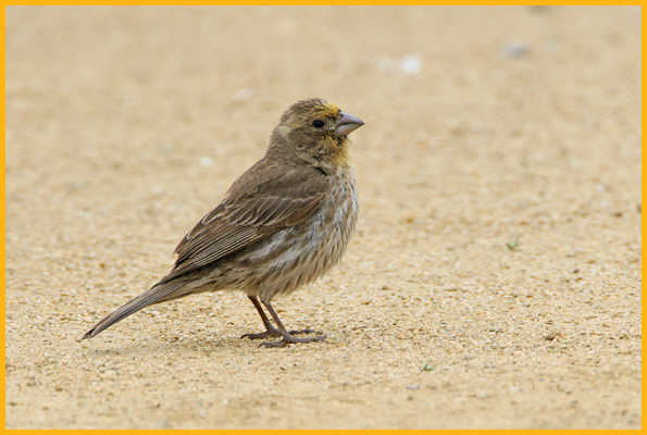House Finch, <BR>Yellow Variant