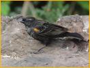 First Summer <BR>Red-winged Blackbird