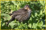 Red-winged Blackbird<BR>Female