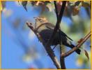 Nonbreeding Female <BR> Rusty Blackbird