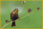 Female <BR>Yellow-headed Blackbird