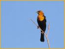 Orange Variant<BR>Yellow-headed Blackbird