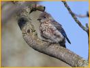 Juvenile <BR>Eastern Bluebird