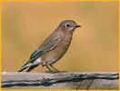 Rufous Female <BR>Mountain Bluebird