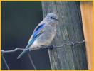 Juvenile <BR>Mountain Bluebird