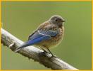 Juvenile <BR>Western Bluebird