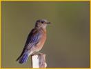 Bright Female<BR>Western Bluebird