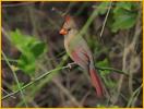 Female <BR>Northern Cardinal