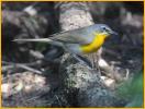 Eastern <BR>Yellow-breasted Chat