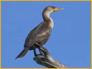 Juvenile <BR>Double-crested Cormorant