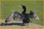 Nonbreeding<BR>Neotropic Cormorant