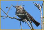 Female Eastern <BR>Brown-headed Cowbird